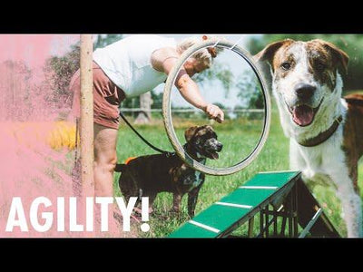 Hundeparkour ohne brennenden Reifen | Agility im Kliemannsland